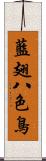 藍翅八色鳥 Scroll