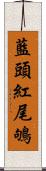 藍頭紅尾鴝 Scroll