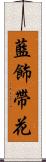 藍飾帶花 Scroll