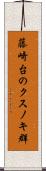 藤崎台のクスノキ群 Scroll