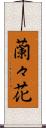 蘭々花 Scroll