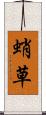 蛸草 Scroll