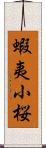 蝦夷小桜 Scroll