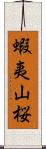 蝦夷山桜 Scroll