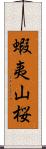 蝦夷山桜 Scroll