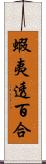 蝦夷透百合 Scroll