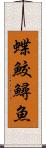 蝶鮫 Scroll