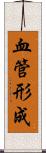 血管形成 Scroll