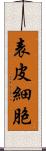 表皮細胞 Scroll