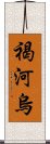 褐河烏 Scroll