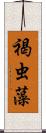 褐虫藻 Scroll
