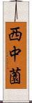 西中薗 Scroll