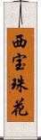 西宝珠花 Scroll