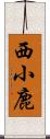 西小鹿 Scroll