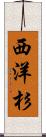 西洋杉 Scroll