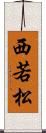 西若松 Scroll