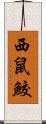 西鼠鮫 Scroll