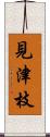 見津枝 Scroll