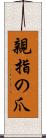 親指の爪 Scroll