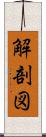 解剖図 Scroll