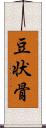 豆状骨 Scroll
