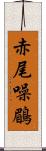 赤尾噪鶥 Scroll
