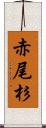 赤尾杉 Scroll