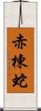 赤棟蛇 Scroll