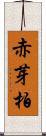 赤芽柏 Scroll