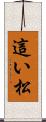 這い松 Scroll