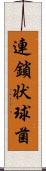 連鎖状球菌 Scroll