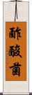 酢酸菌 Scroll