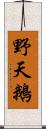 野天鵝 Scroll