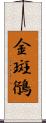 金斑鴴 Scroll