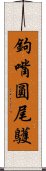 鉤嘴圓尾鸌 Scroll