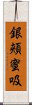 銀頬蜜吸 Scroll