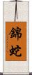 錦蛇 Scroll