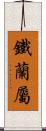 鐵蘭屬 Scroll