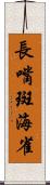 長嘴斑海雀 Scroll
