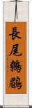 長尾鷯鶥 Scroll