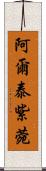 阿爾泰紫菀 Scroll