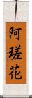 阿瑳花 Scroll