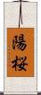 陽桜 Scroll