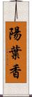 陽葉香 Scroll