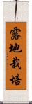 露地栽培 Scroll