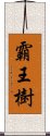 霸王樹 Scroll