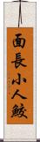 面長小人鮫 Scroll