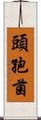 頭孢菌 Scroll