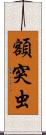 額突虫 Scroll