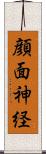 顔面神経 Scroll